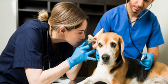 How to Become a Veterinary Doctor Salary Qualification Skills